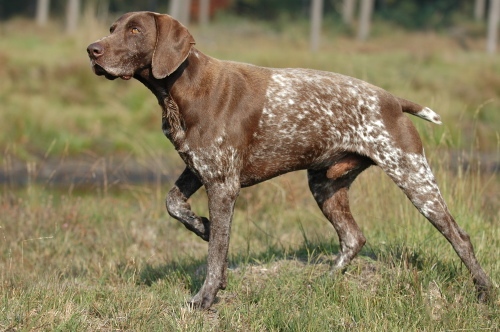 German Shorthaired Pointer