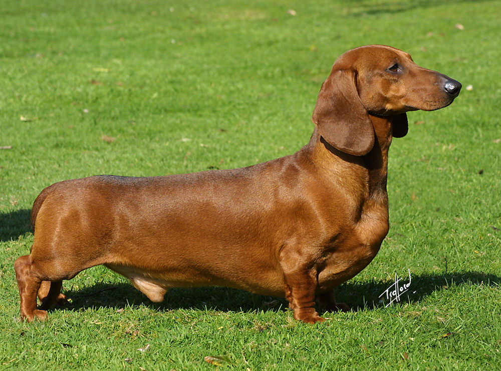 Dachshund