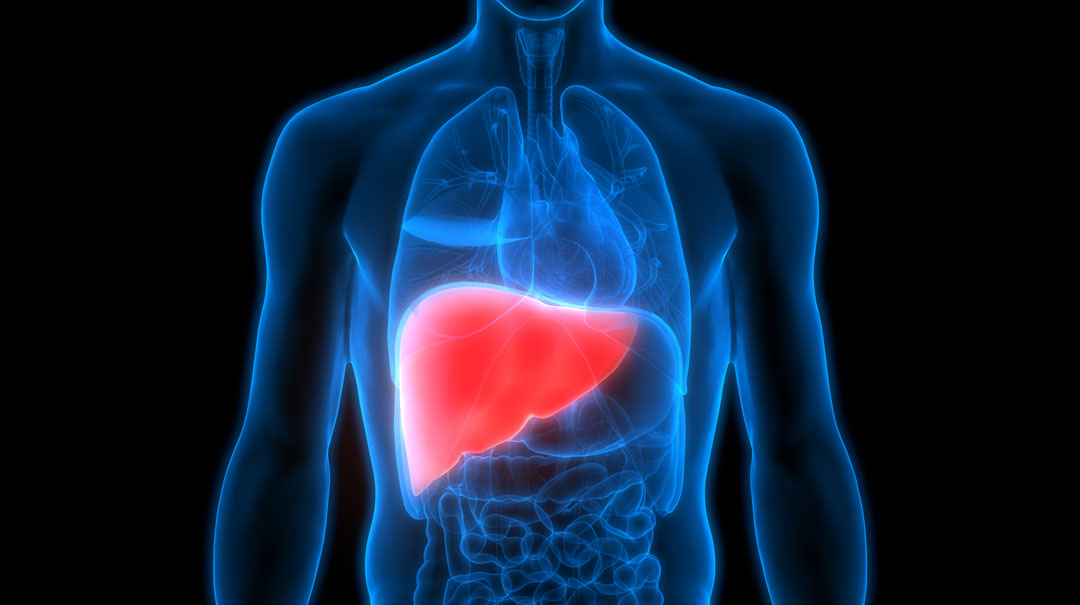 Liver