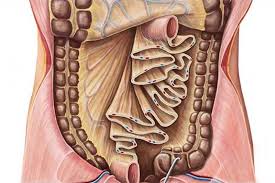 Mesentery