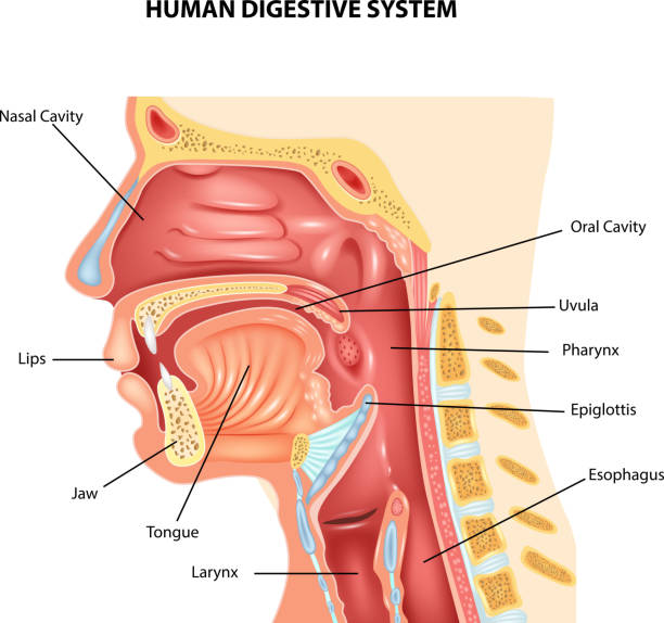 Pharynx