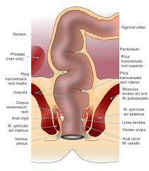 Rectum