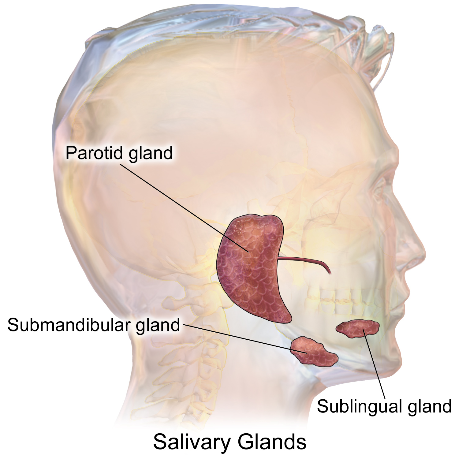 Salivary glands