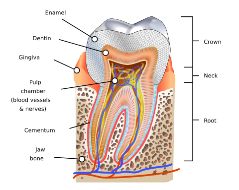 Teeth