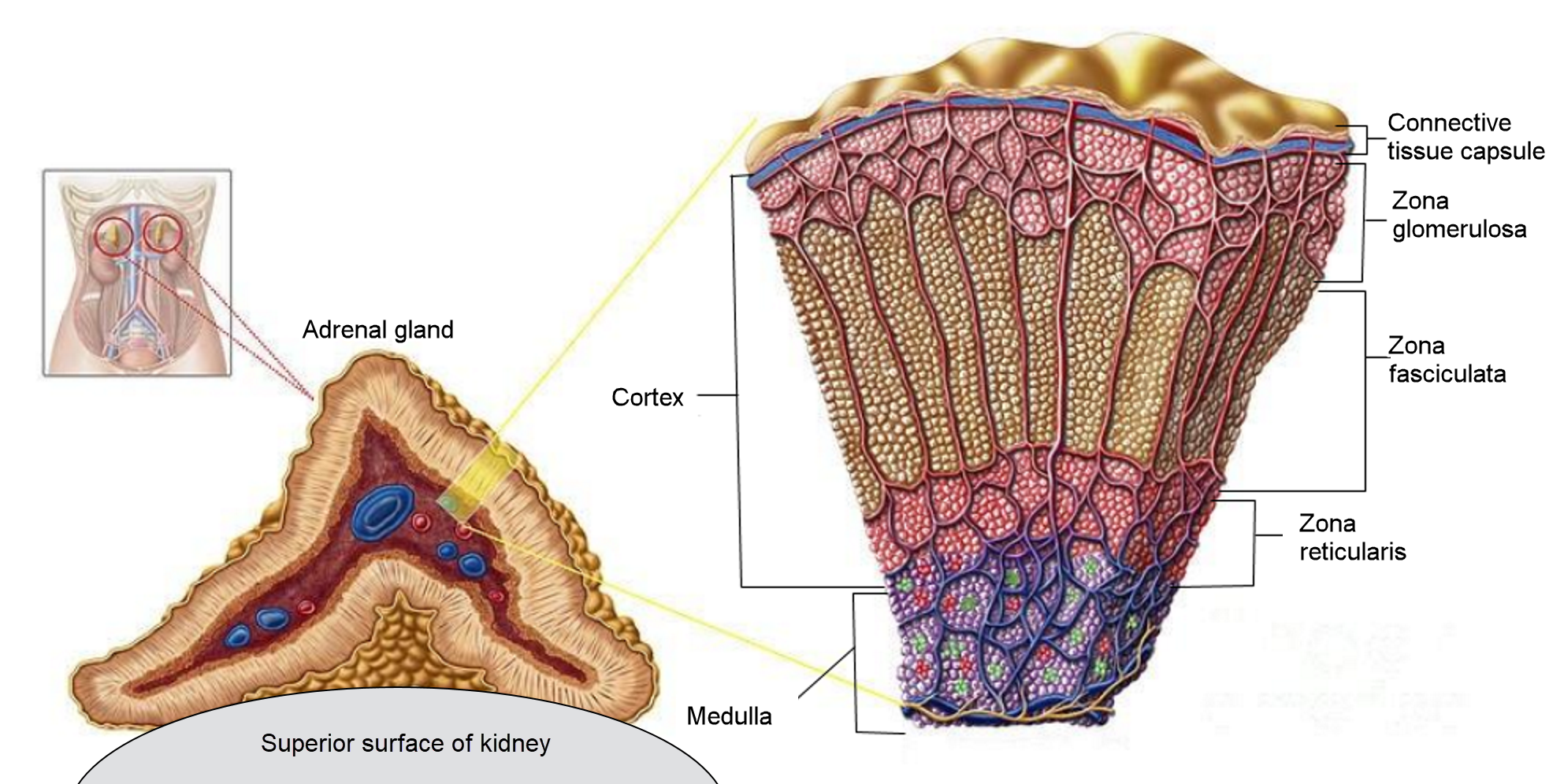 Adrenal glands