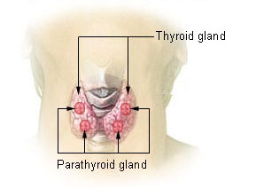 Parathyroid glands