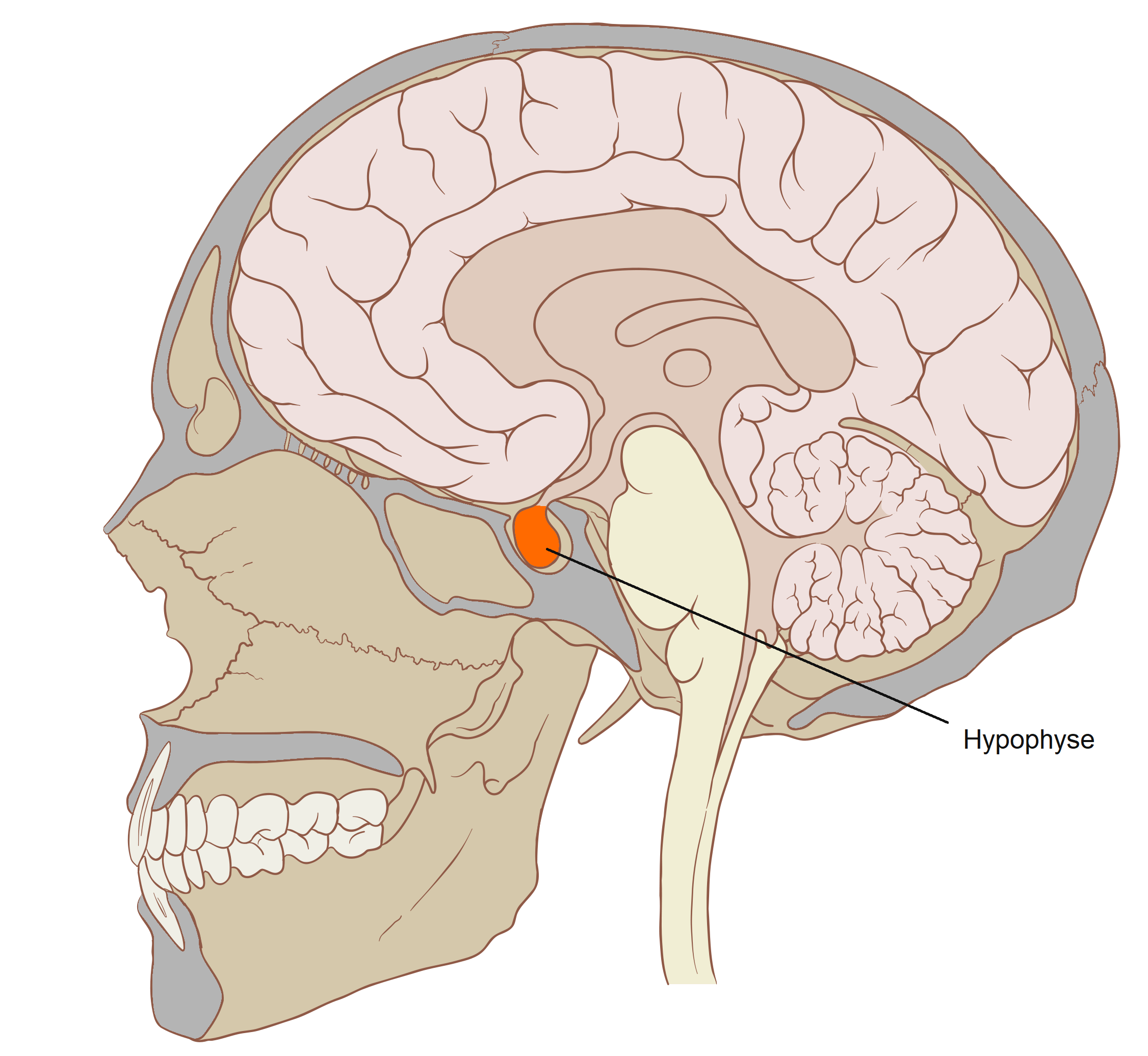 Pituitary gland