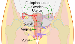 Cervix