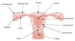 Uterus