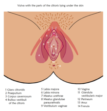 Vulva