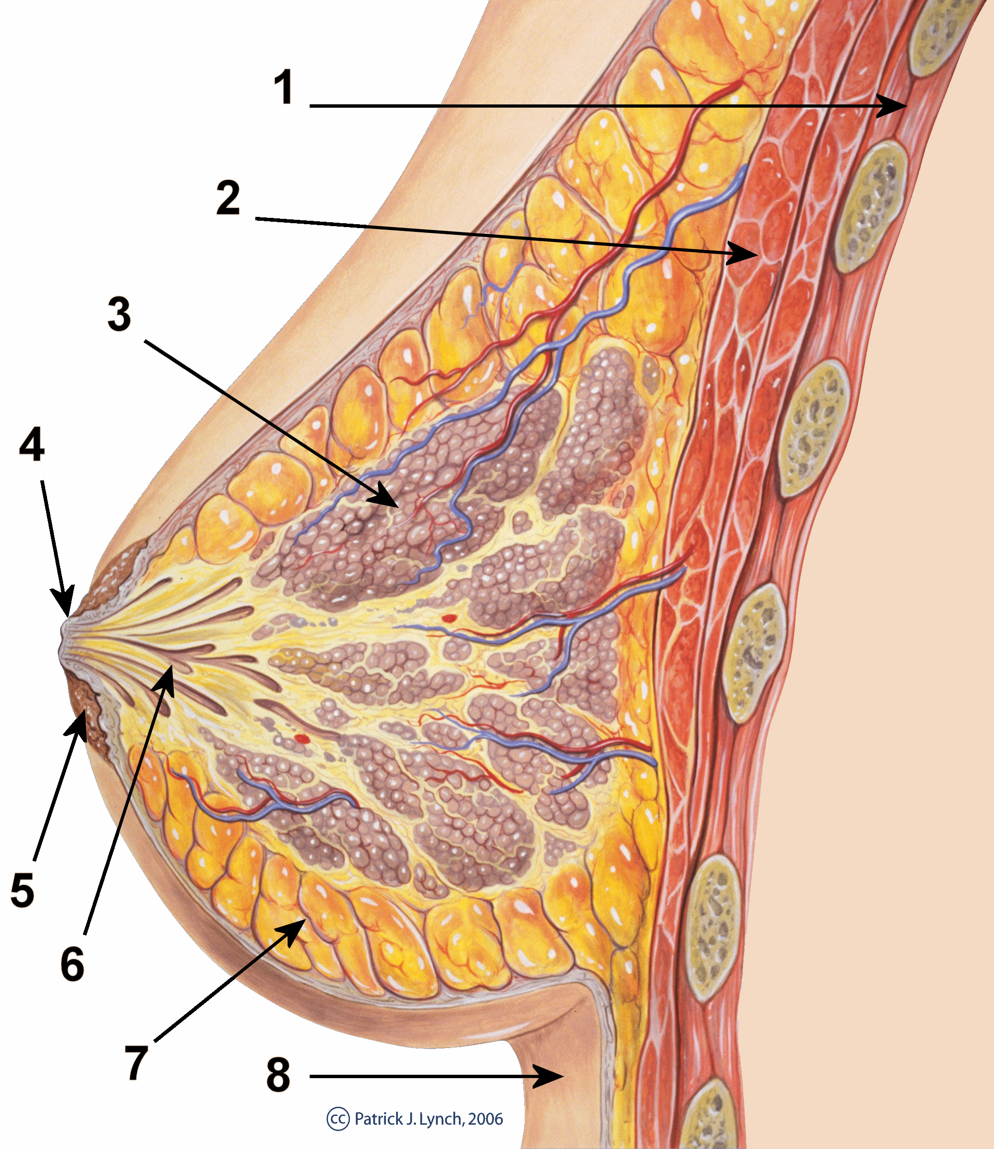 Mammary glands