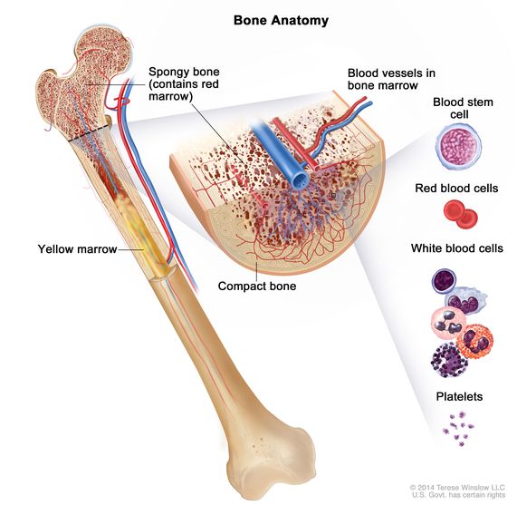 Bone Marrow