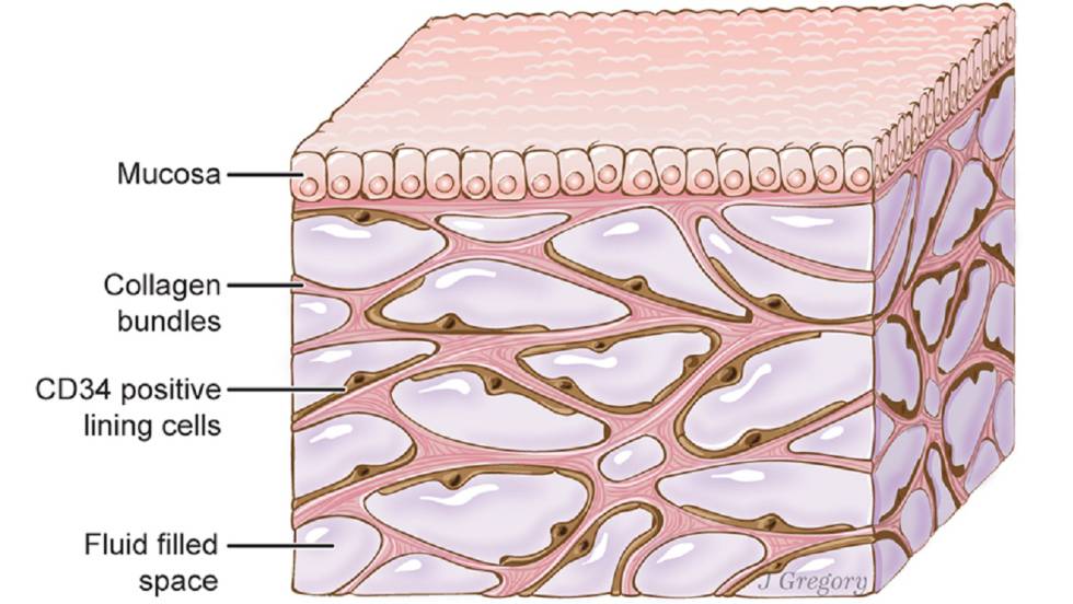 Interstitium