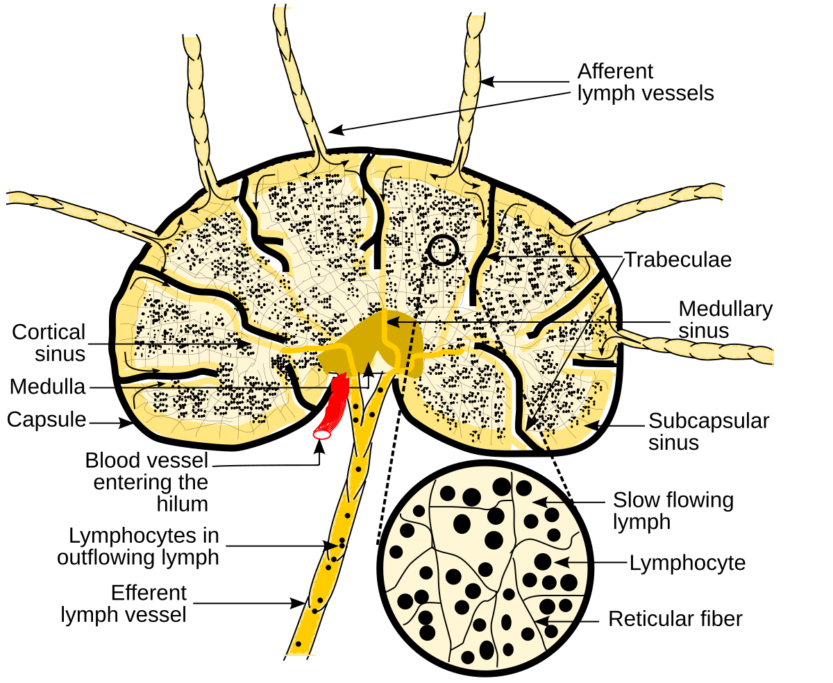 Lymph nodes