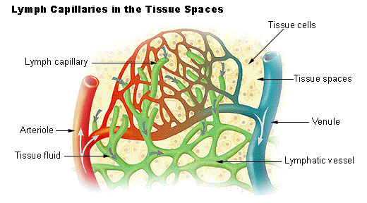 Lymphatic vessels