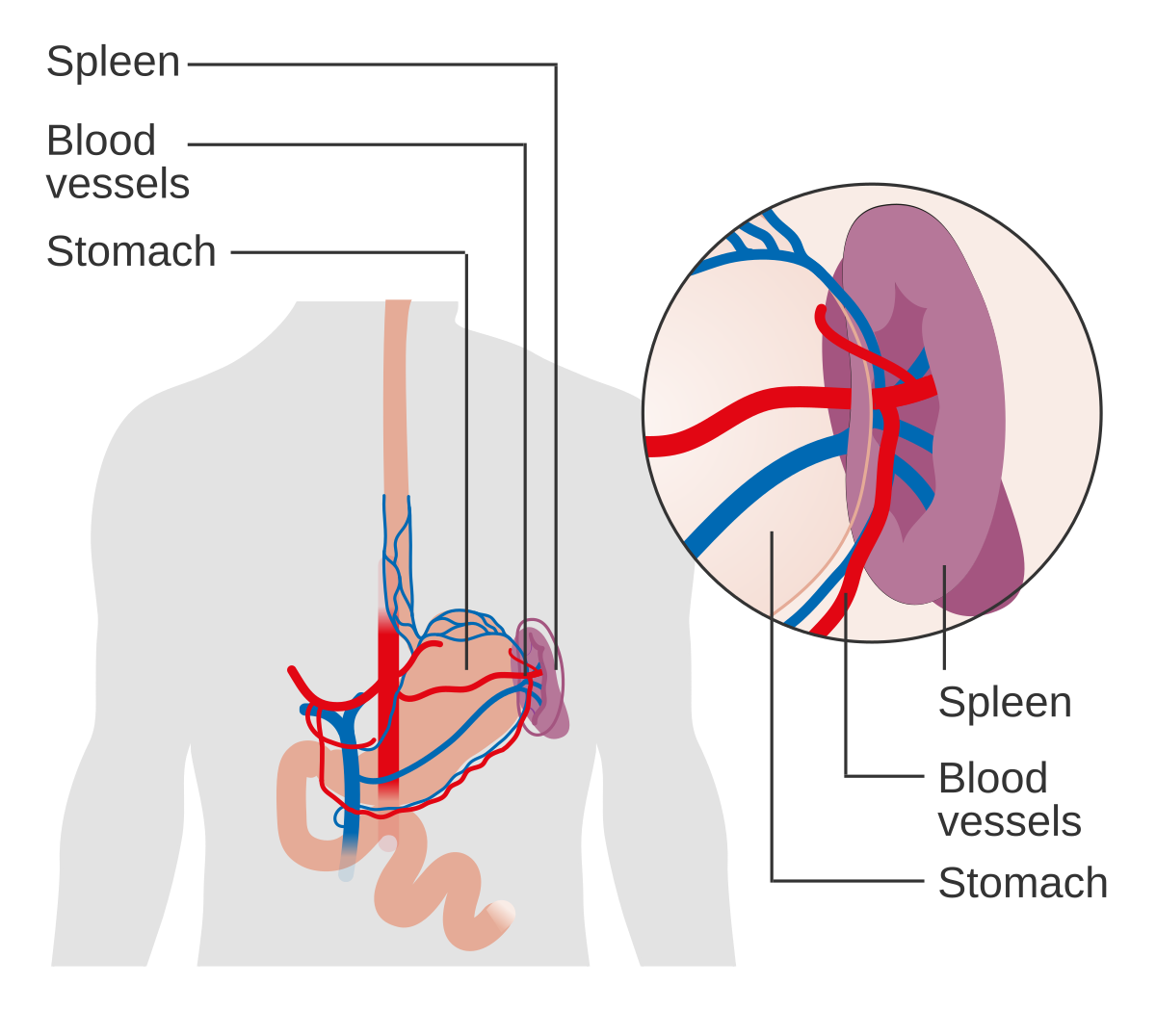 Spleen