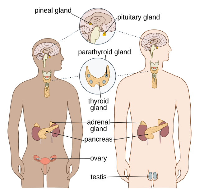 Thymus gland