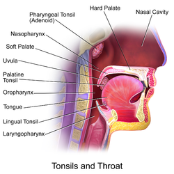 Tonsils