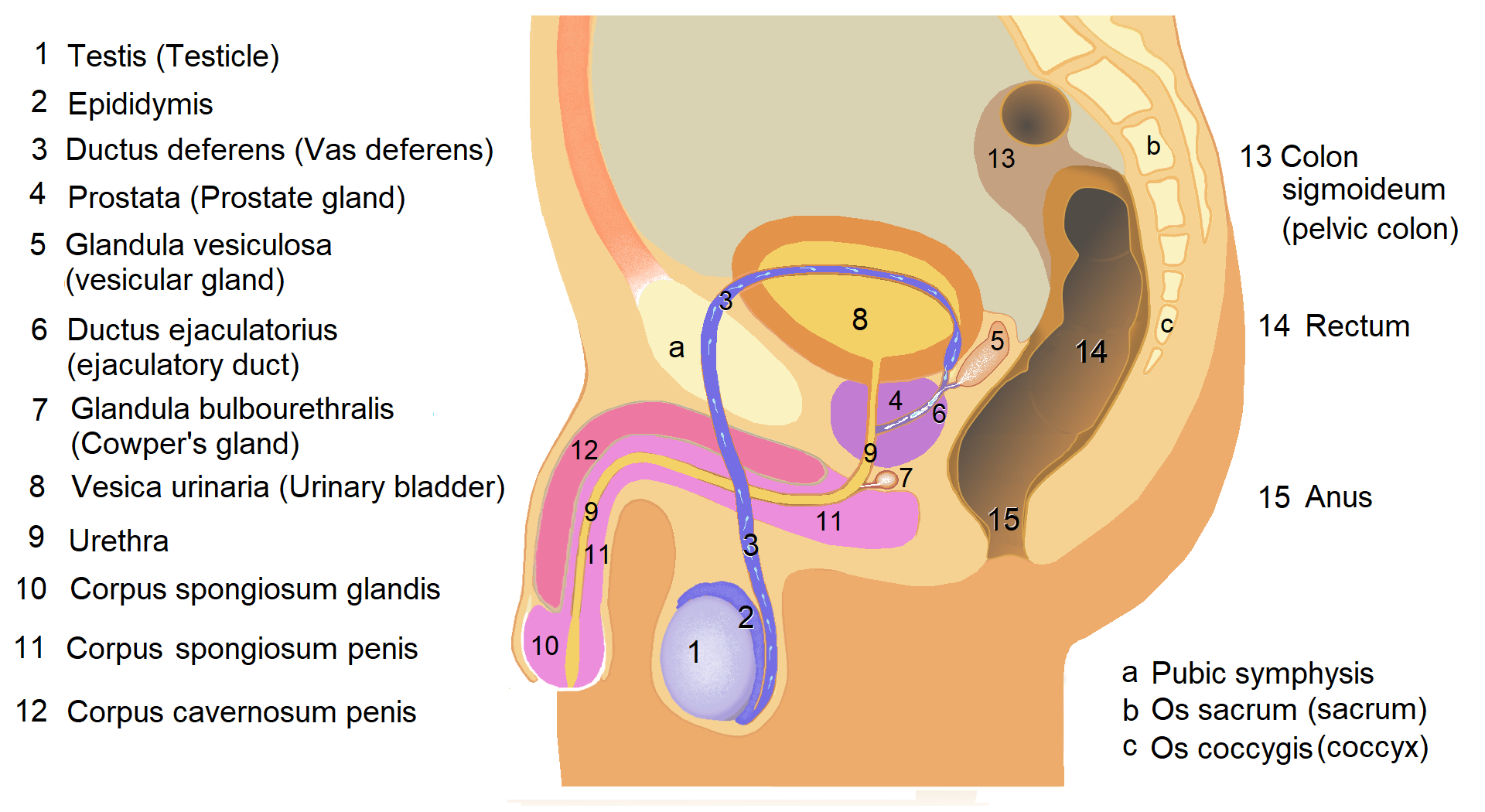 Bulbourethral glands