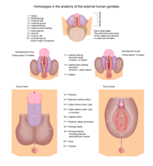 Scrotum