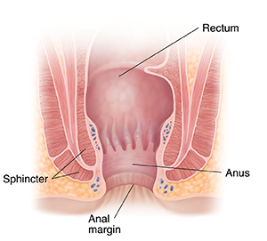 Anus