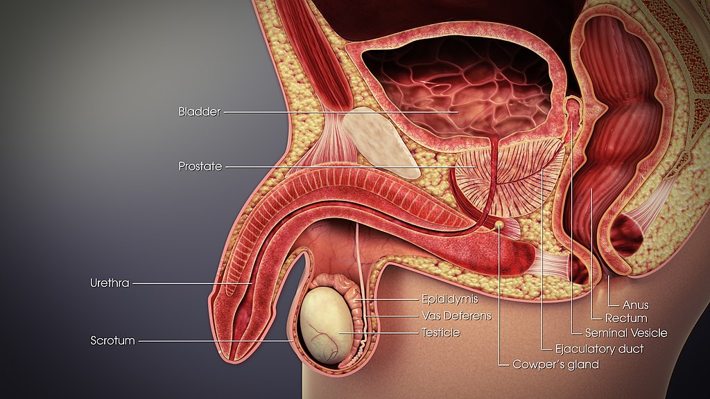 Vas deferens