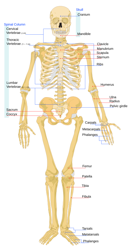 Human skeleton