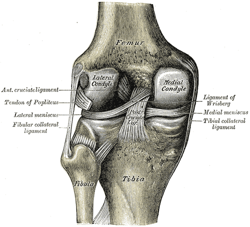 Ligaments