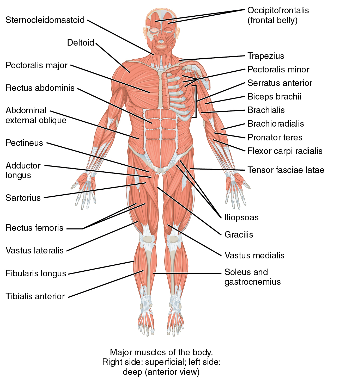 Skeletal muscles