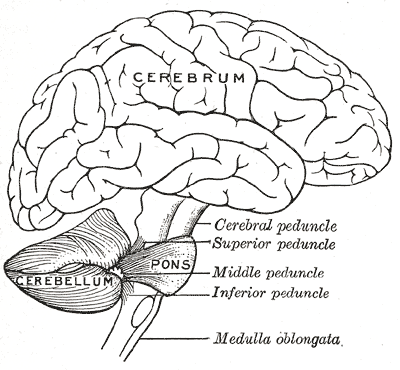 Cerebellum