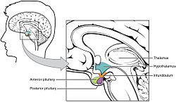 Hypothalamus