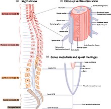 Spinal cord