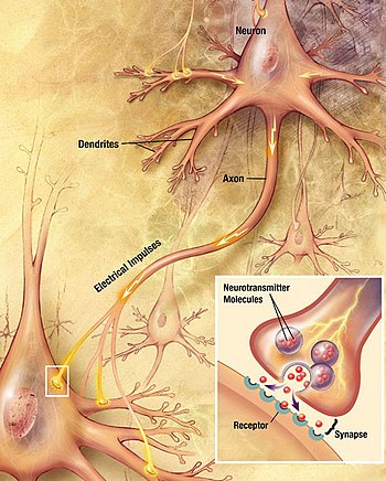 Nerves