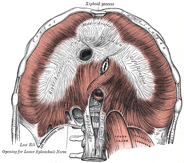 Diaphragm