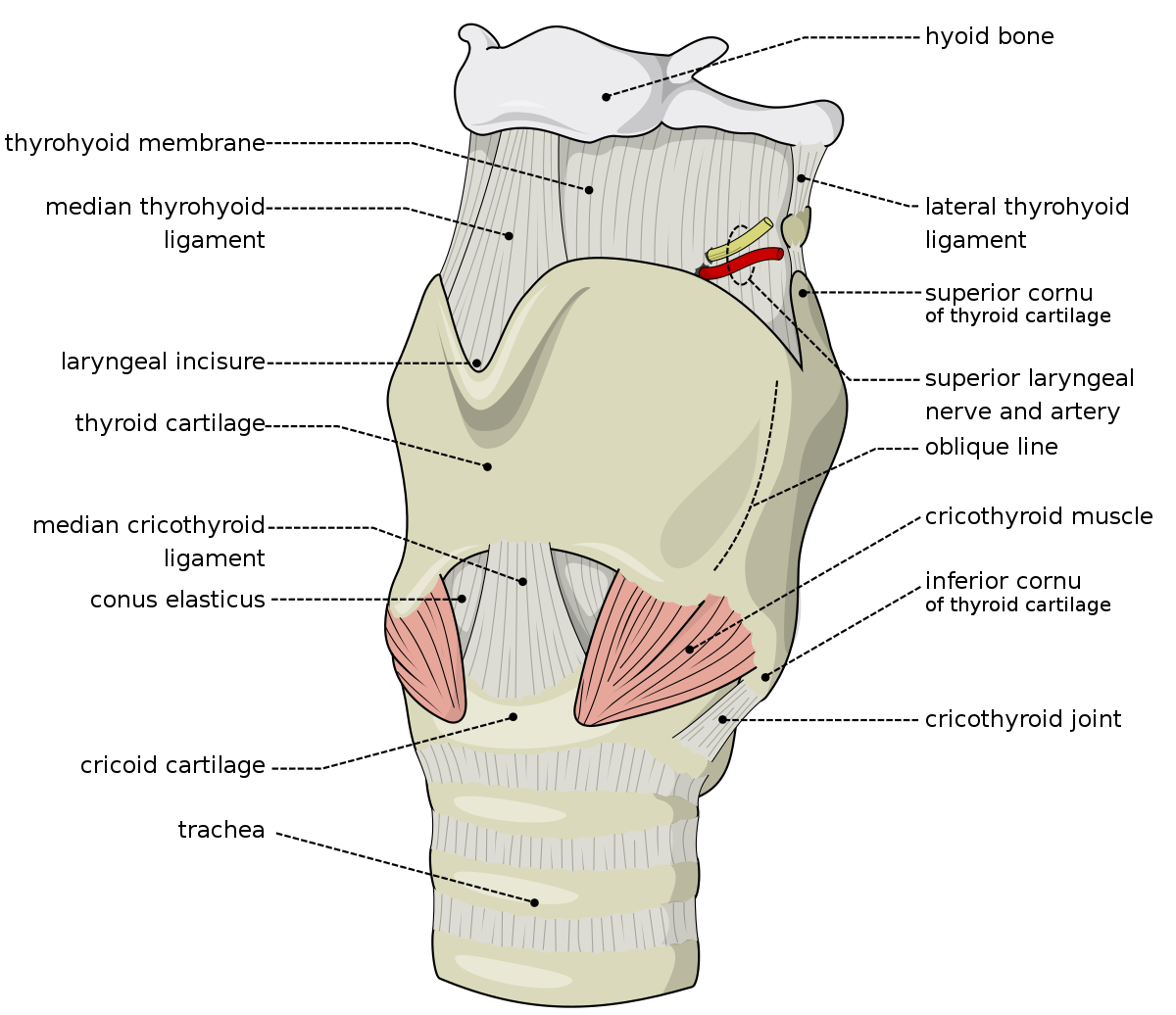 Larynx