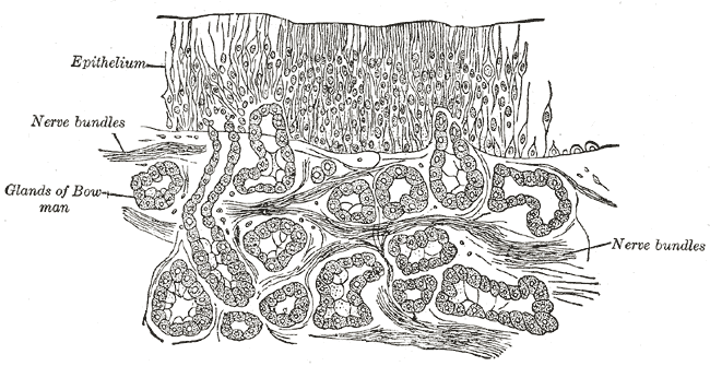 Olfactory epithelium