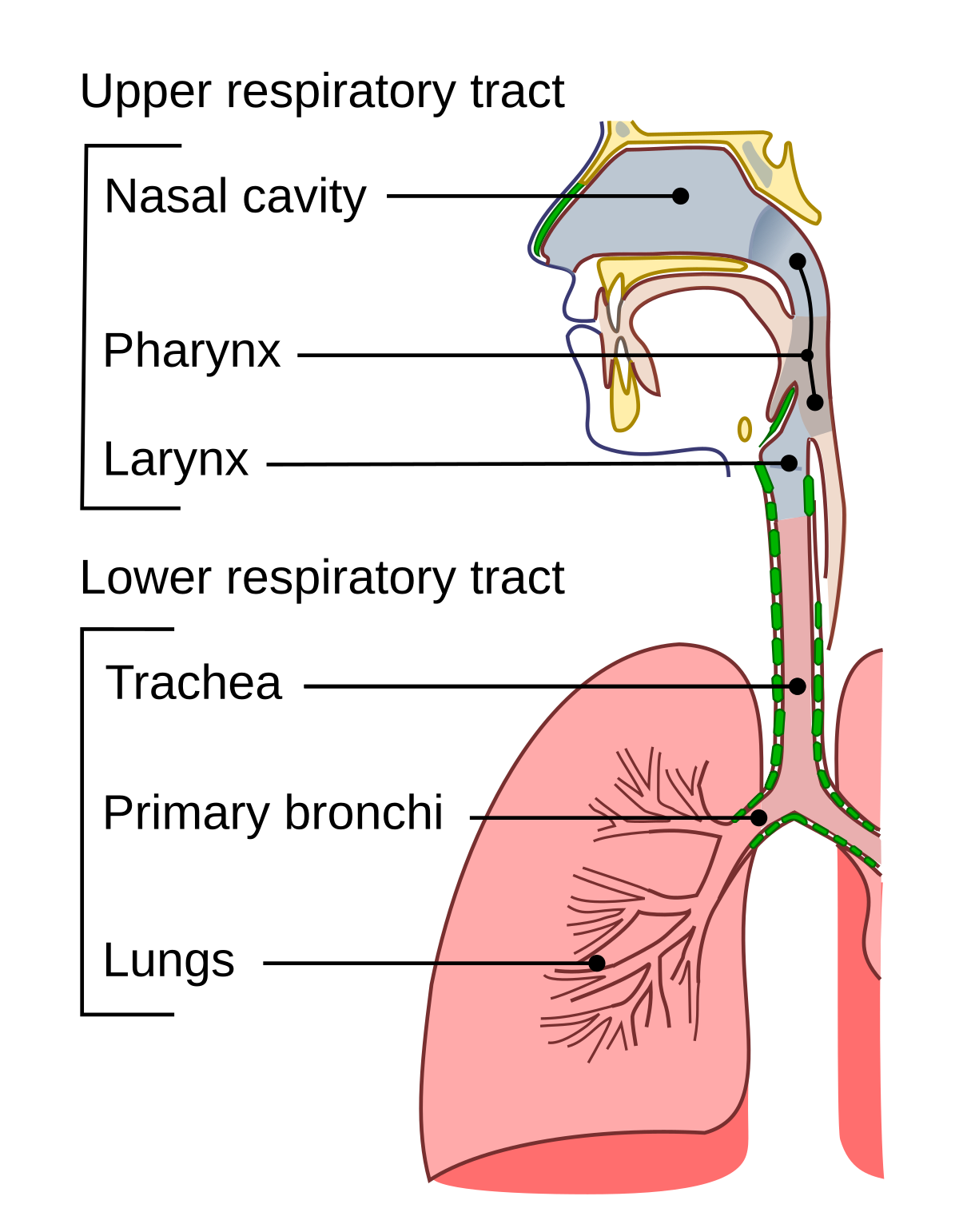 Trachea