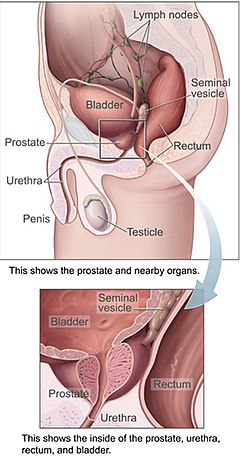 Bladder