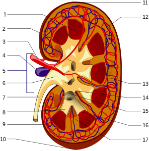 Kidneys