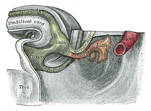 Ureters