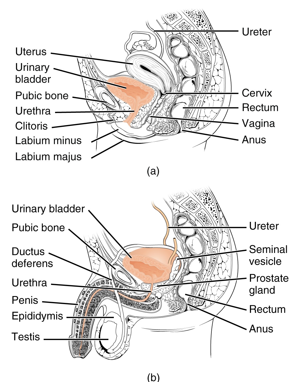 Urethra