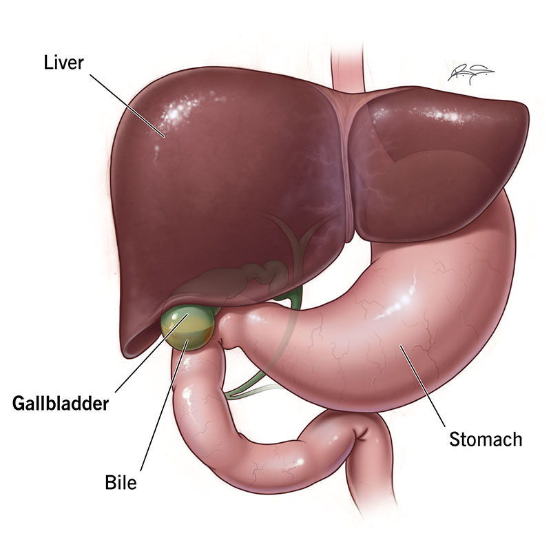 Gallbladder