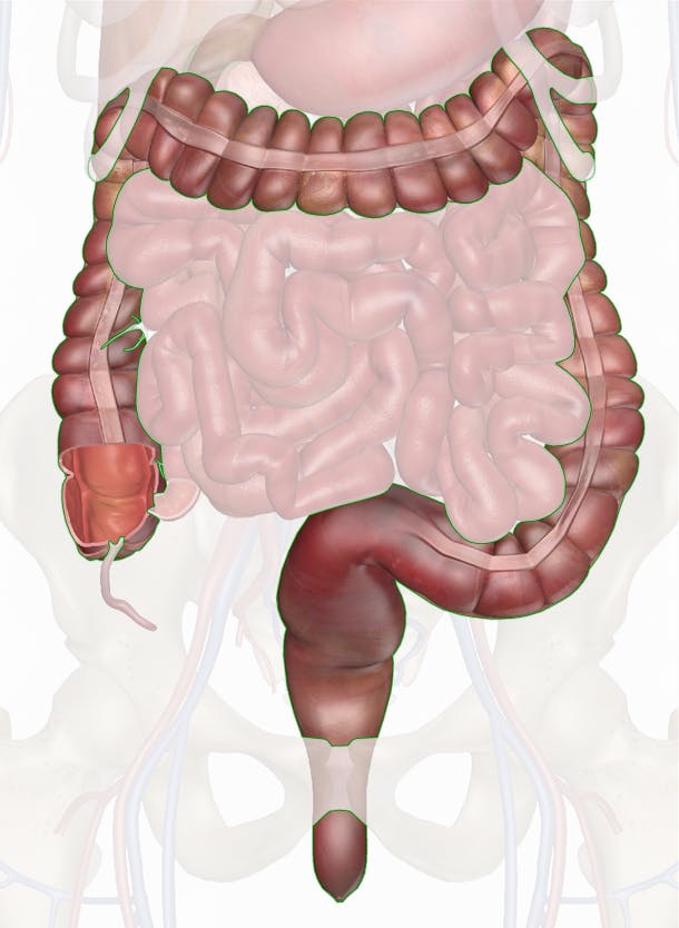 Large intestine