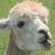 Profile picture of OwenTrafalgar