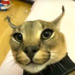 Profile picture of ynmeister