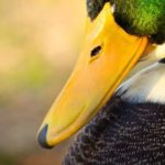 Profile picture of SpeakerGeneral