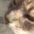 Profile picture of shwabb1