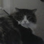 Profile picture of KevinTheCat