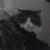 Profile picture of KevinTheCat