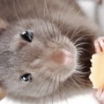 Profile picture of SidewaysRat